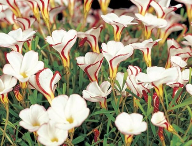 Oxalis Versicolor